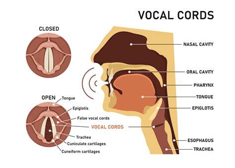 Voice Disorders Richmond Ent