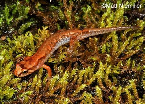 Pygmy Salamander | Tennessee Wildlife Resources Agency