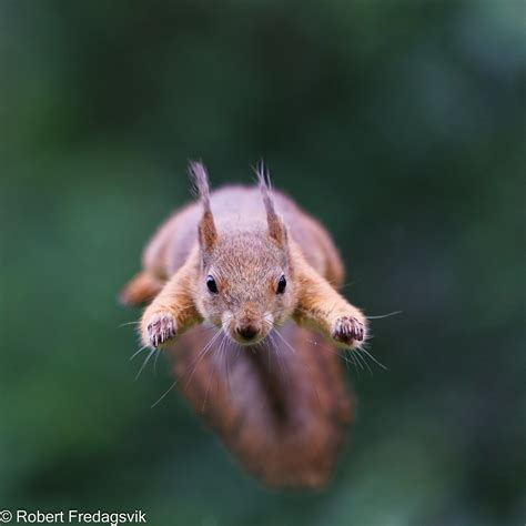 Ekorn Squirrel Explored Photo From Domb S Norway Jul Flickr