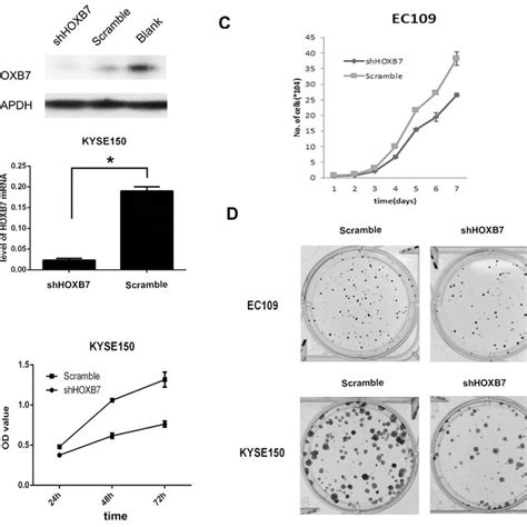 Hoxb7 Promotes Human Escc Cell Growth And Proliferation A Knockdown