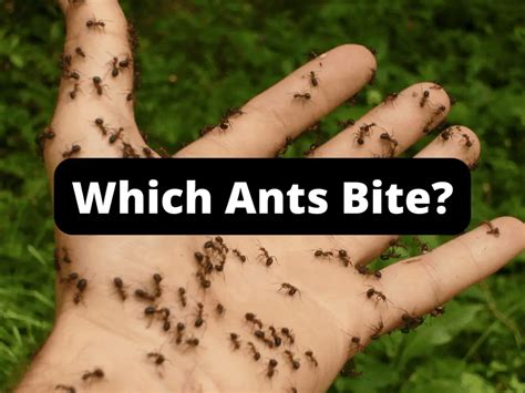 Small Ants, Big Problems: Which Ants Bite? » The Ant-Keeper