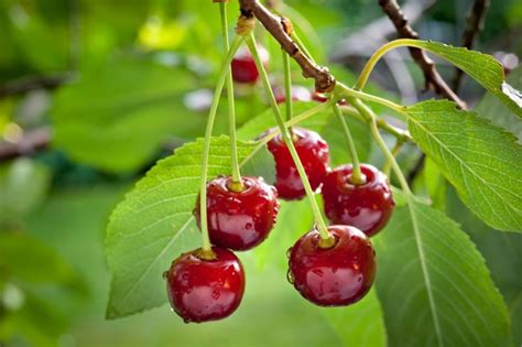 28 Different Types Of Cherries