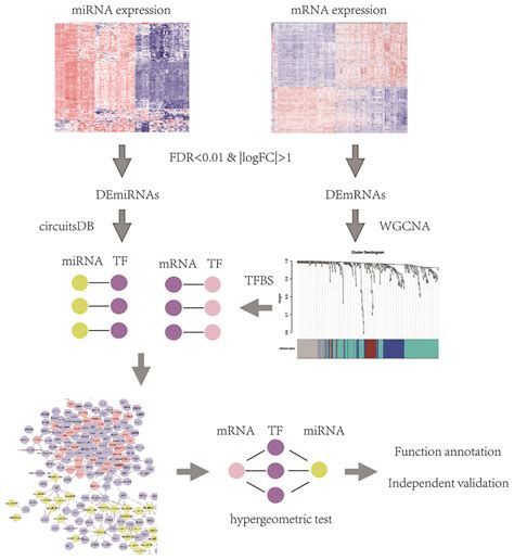 Identification Of Key MiRNAs In The Progression Of Hepatocellular