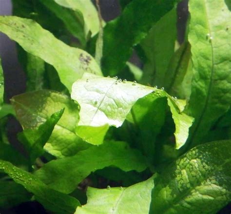 ПАПОРОТНИК КРЫЛОЛИСТНЫЙ ВЫСОКИЙ - Microsorium pteropus