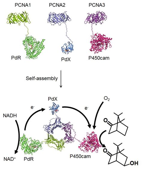 Pcna Mediated Heterotrimeric Multienzyme Complex Formation Adapted