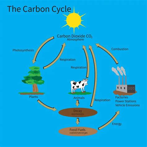 Why is the carbon cycle important? | QuickAnswer