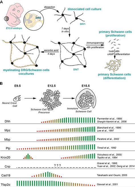 Frontiers Heterogeneity And Potency Of Peripheral Glial Off