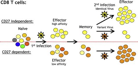 The Costimulatory Molecule Cd27 Maintains Clonally Diverse Cd8 T Cell