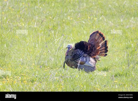 Eastern Male Wild Turkey Tom Meleagris Gallopavo In Full Strutting