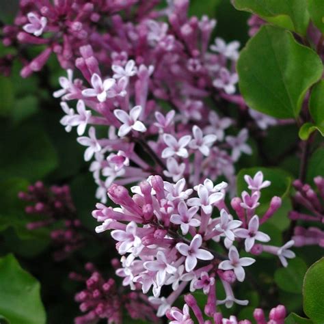 Arbust Ornamental Cu Flori Liliac Syringa Meyeri Palibin Roz Lila