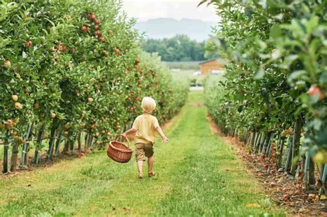 The 18 Best Apple Orchards In New York Minneopa Orchards