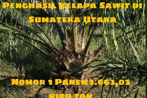 Daerah Penghasil Kelapa Sawit Terbesar Di Sumatera Utara Nomor