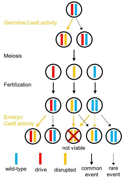 Mechanism Of The TARE Drive In The Germline Of Drive Wild Type