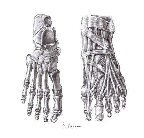 Skeletal Feet By Carminasimdesigner On Deviantart Anatomy Drawing