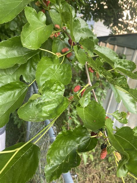 Is it possible to have a black berry tree? : r/plants