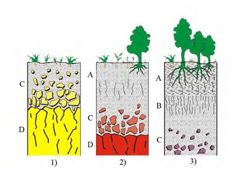 6 Formación del suelo desarrollo de los horizontes A B y C Tropical