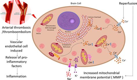 Frontiers Exosomes Derived From Mesenchymal Stem Cells Novel Effects In The Treatment Of