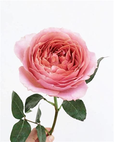“Romantic Antike” Rose. | Flowers, Rose, Beautiful flowers