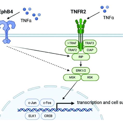 Schematic Diagram Of The Ephb4 Tnfr2 And Erk Mapk Signaling Pathways Download Scientific Diagram