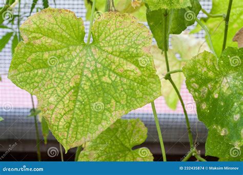 Die Zijn Getroffen Door Ziekten En Plagen Van Plantenbladeren En