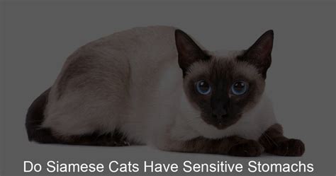 Do Siamese Cats Have Sensitive Stomachs Siamese Fur