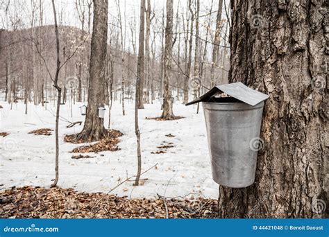 Forest Of Maple Sap Buckets On Trees Stock Photo Image Of Canadian