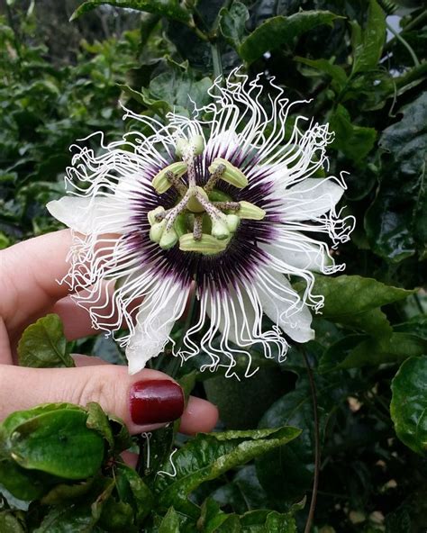 Flor De Maracuj Uma Das Mais Cheirosas Que Eu Conhe O Flores