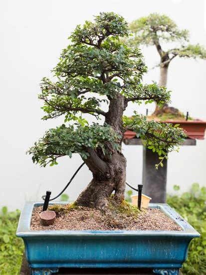 Come E Quando Si Annaffia Un Bonsai Mondo Bonsai