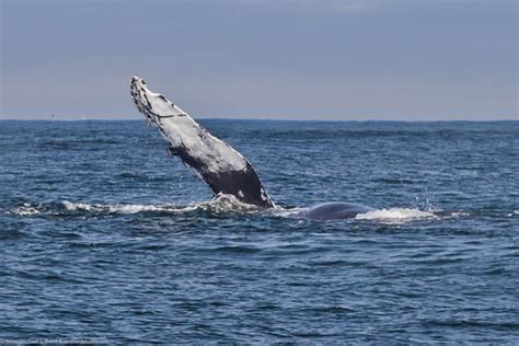 Humpback Whale Megaptera Novaeangliae Pectoral Fin Wav Flickr