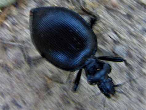 Snail Eating Beetle Scaphinotus BugGuide Net