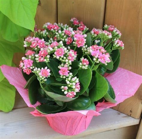 Kalanchoe Cuidados Y Propiedades Artofit