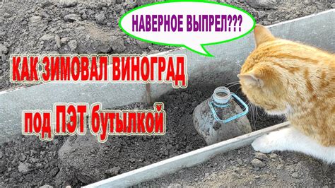 🍇 Как перезимовал САЖЕНЕЦ ВИНОГРАДА под ПЭТ бутылкой?! Неужели ВЫПРЕЛ ...