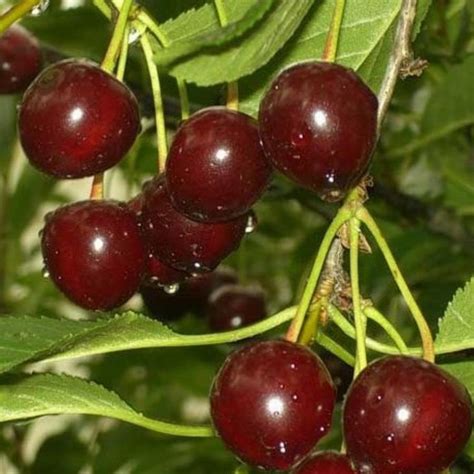 Плодовые - Бабяковский плодопитомник