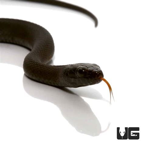 Baby Mangrove Salt Marsh Snake Underground Reptiles