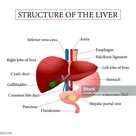 Struktur Hati Ilustrasi Anatomi Hati Manusia Ilustrasi Stok - Unduh ...