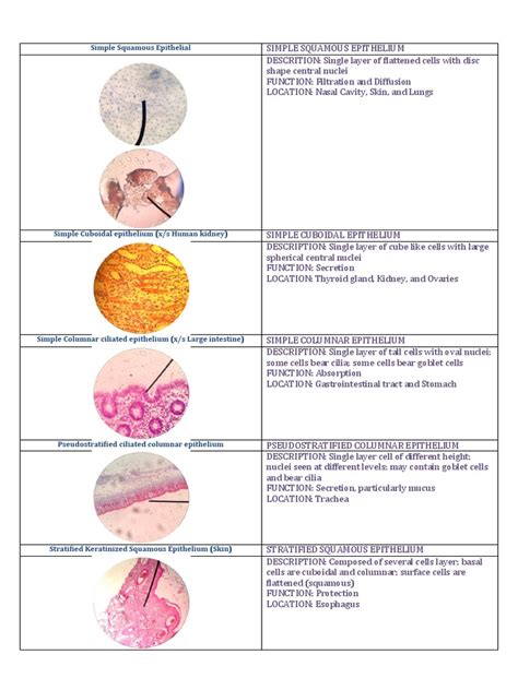 Different Types Of Tissue Epithelium Connective Tissue