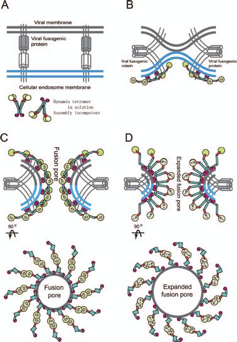 A Hypothetical Model For Dynamin Facilitated Membrane Fusion A The Download Scientific