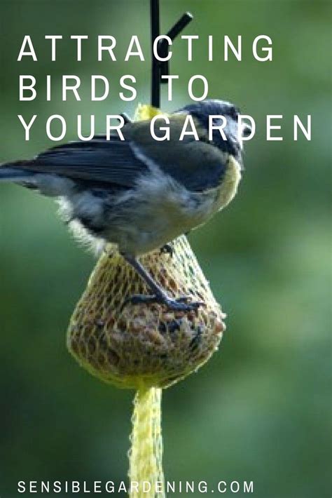 Attracting Birds To Your Garden With Sensible Gardening How To Attract Birds Birds Indoor