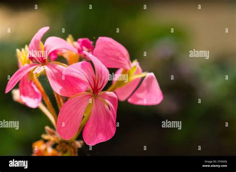 Pelargonium A Tender Evergreen Perennial Clusters Of Trumpet Shaped