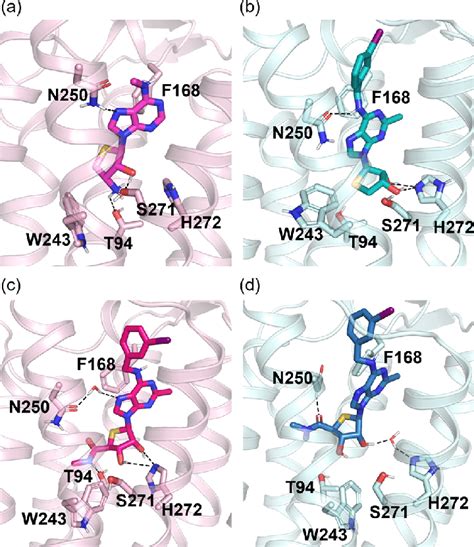 Binding Modes Of A Agonist 6c B Antagonist 5 C Agonist 20 And