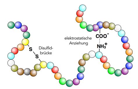 Proteine Einebinsenweisheit