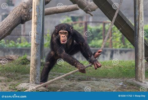 Baby Chimpanzee Playing with an Attached Rope Stock Photo - Image of ...