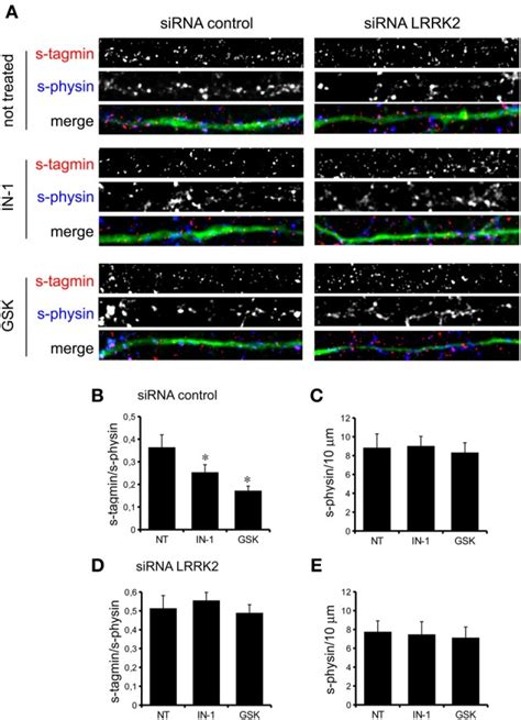 Lrrk2 Kinase Inhibition Impairs Sv Trafficking A The Exo Endocytotic