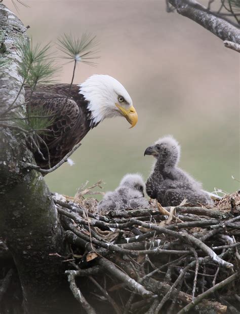 Eagle Nest | www.pixshark.com - Images Galleries With A Bite!