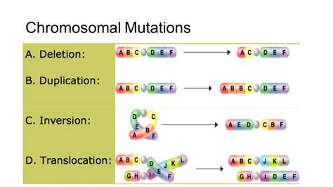 Genetics Vocabulary - Don't Let the Shonkalay Get You Down!