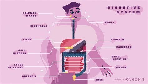 Digestive System Body Infographic Template Vector Download