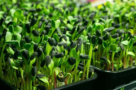 Micro Grass Greens Sprouts Grow In Peat Pots The Concept Of Healthy