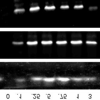 Copper Induced Expression Of CopZ Cells Were Induced With The