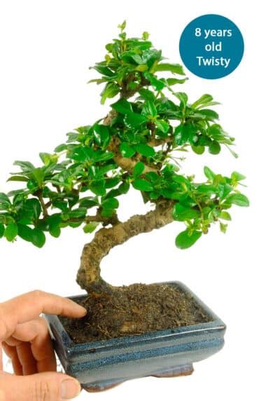 Fukien Tea Bonsai Starter Kit With White Summer Flowers