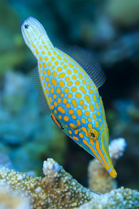 Coral reef fish | Earth Blog